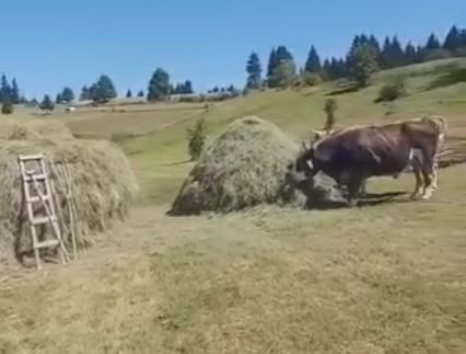 Selo Gorice, sjever Crne gore, wild beauty, montenegro