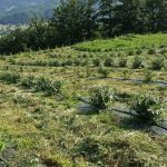 ORGANSKA PROIZVODNJA VOĆA U MOJKOVCU – GAZDINSTVO IVANA AŠANINA