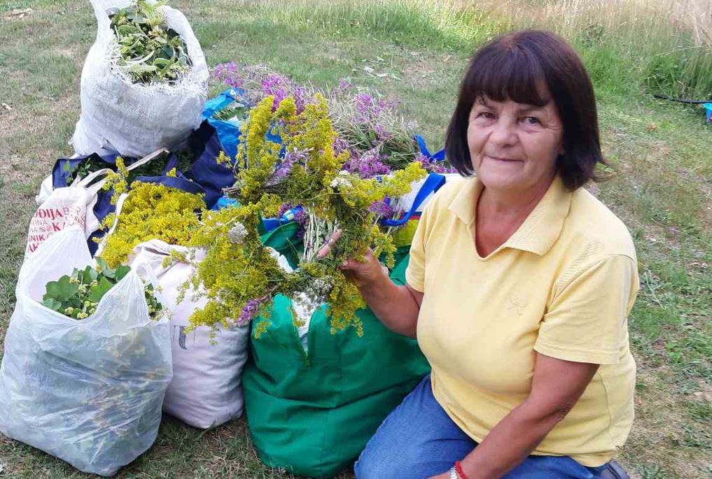 Stanojka Cana joksimović, ljekovito bilje sa sjevera