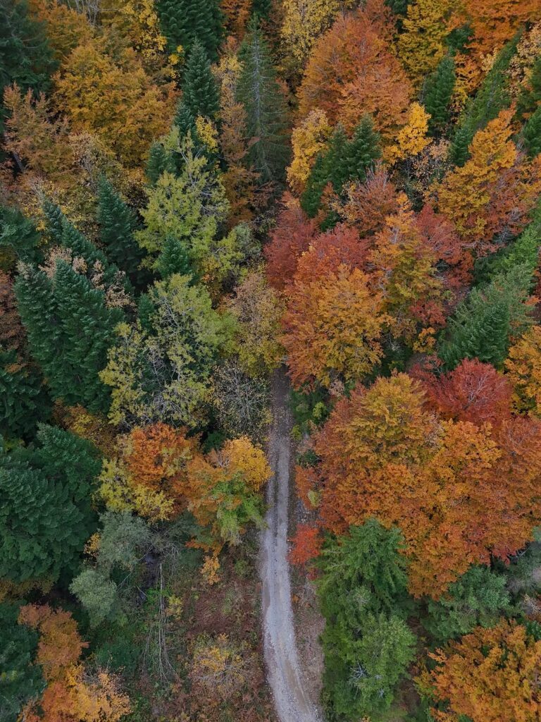 Jesen u Kolašinu - naslovna
