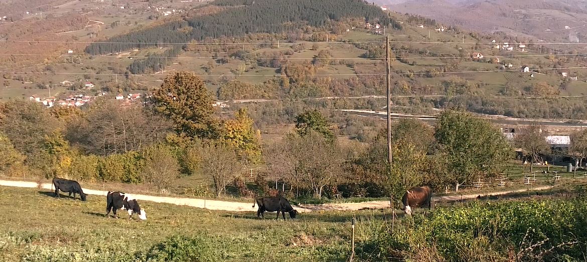 Organska proizvodnja sira i mesa Femića Krš Babić