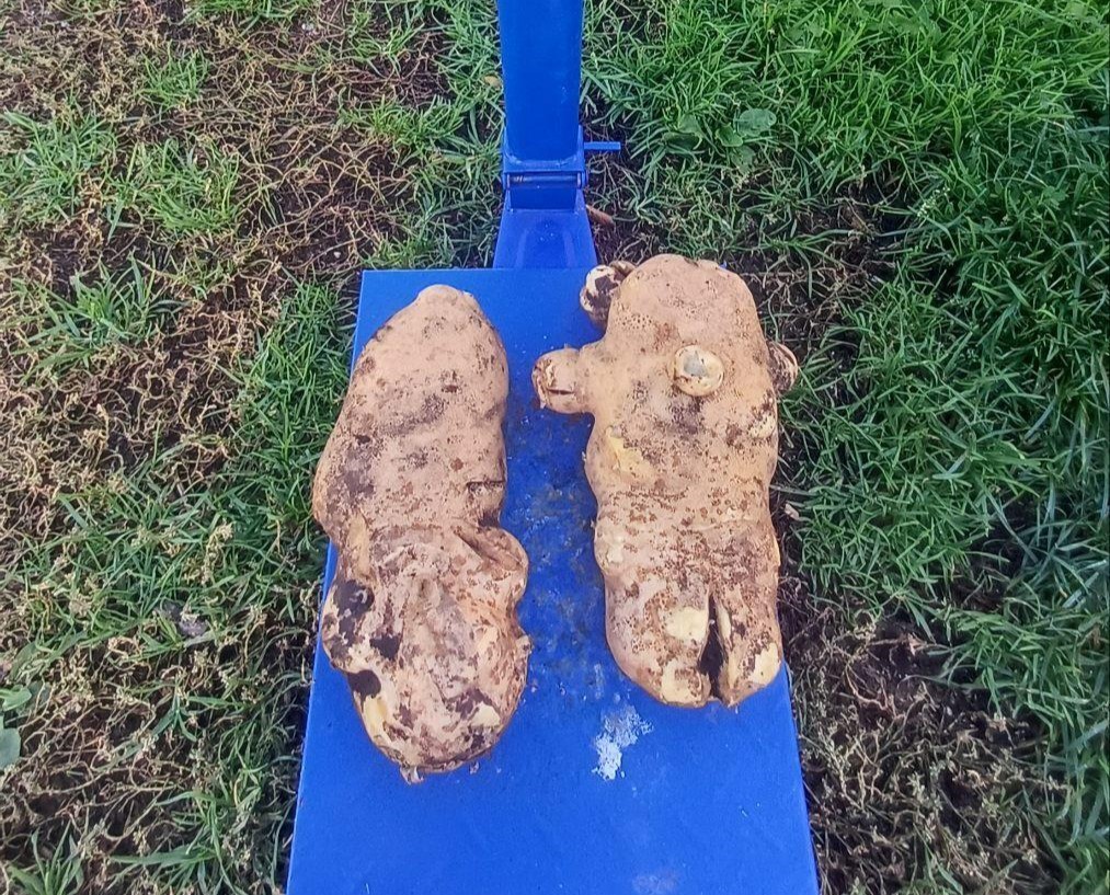 U Plužinama iskopan krompir težak gotovo dva i po kilograma