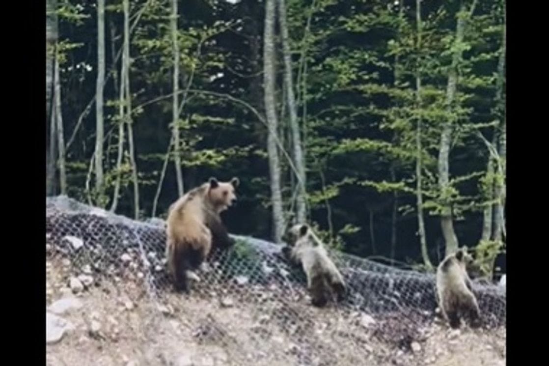 Mečka sa dvoje mečadi snimljena u Parku prirode Piva