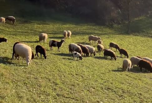 Sjever, Andrijevica, Gazdsintvo Guberinić, Jesen