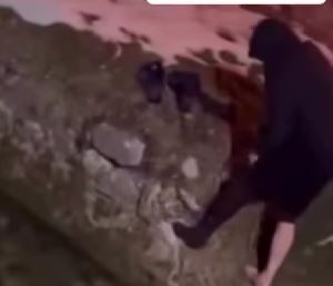 Sjever.me, Sjever, spasio mačku, Pljevlja