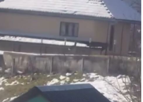 Sjever.me, sjever, Srna, Petnjica, divljač, šuma, dvorište