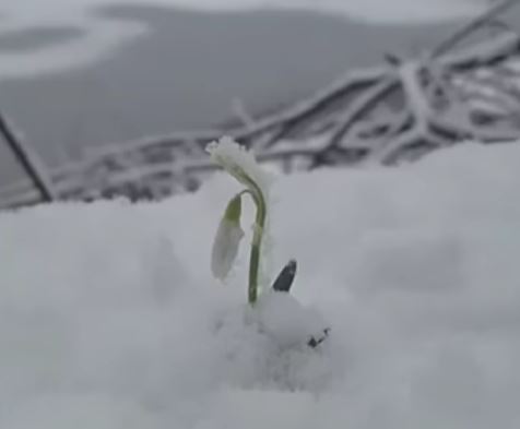 Sjever.me sjever, visibaba, Biogradska gora