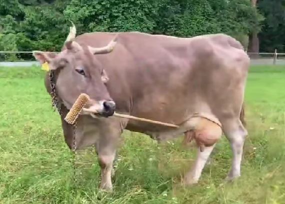 sjever.me sjever, krava, pametna krava, krava veronika