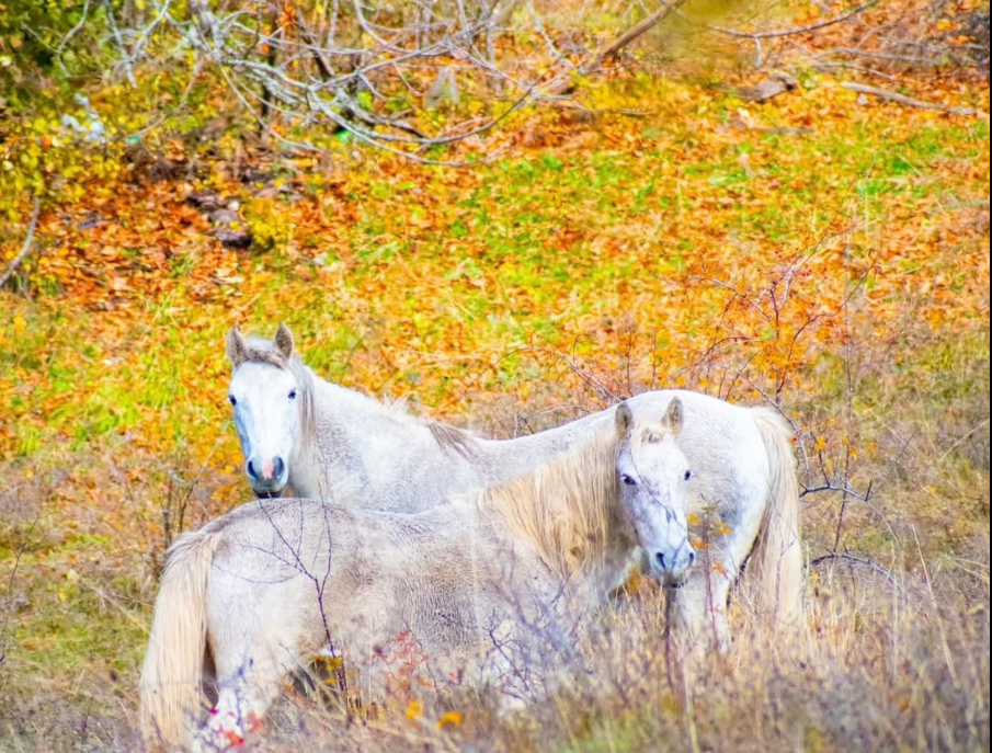 sjever-me-Šekular-Berane