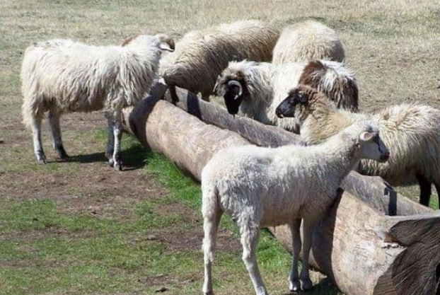 CILJ JE ZADRŽATI MLADE NA SELU I OBNOVITI STOČARSTVO