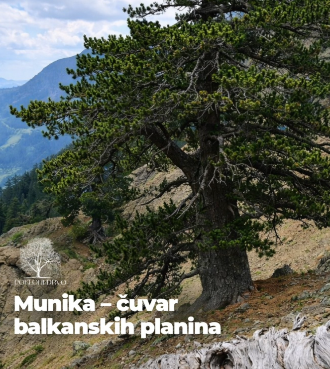 sjever-me-munika-cuvar-planine