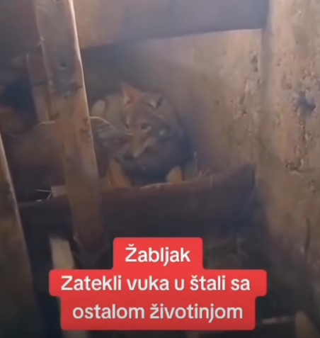 sjever-me-vuk-u-štali