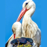 LIJEPA SLIKA IZ BERANA: PORODICA RODIĆ NA OKUPU U GNIJEZDU U POLIMSKOJ ULICI