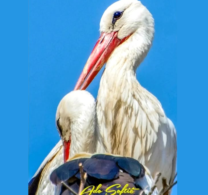 sjever-me-slika-berane-ado-softić