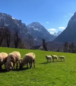 NEMA FILTERA ZA OVU LJEPOTU SAMO PRIRODA, MIR I ŽIVOT KAKAV TREBA DA BUDE