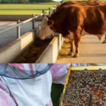 KOLAŠIN: PODRŠKA PČELARIMA I FARMERIMA